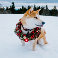 ORBILOC VEILIGHEIDSLAMPJES