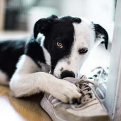 AANVULLEND DIERVOEDER/SUPPLEMENTEN