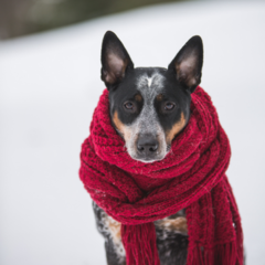 TIJDENS DE WINTERPERIODE