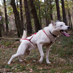 BEWEGING & MOBILITEIT