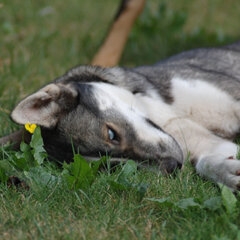 HUID, VACHT & ALLERGIEEN