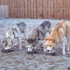 SPIJSVERTERING EN INWENDIGE ORGANEN