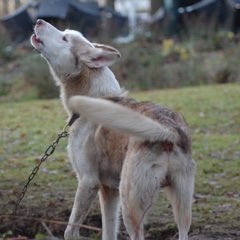 HORMONALE BALANS & VOORTPLANTING