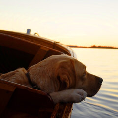 LUCHTWEGEN & SEISOENSGEVOELIGHEID