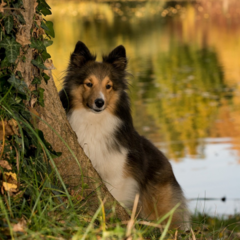 WEERSTAND & PROBIOTICA