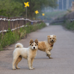 VITAMINEN & ALGEMENE SUPPLEMENTEN