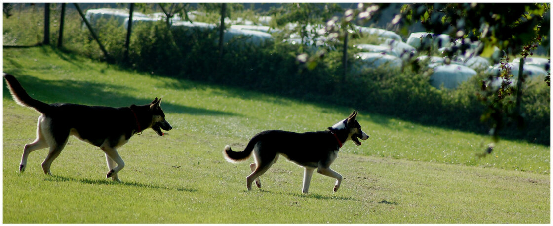 Levertijd & Verzendkosten