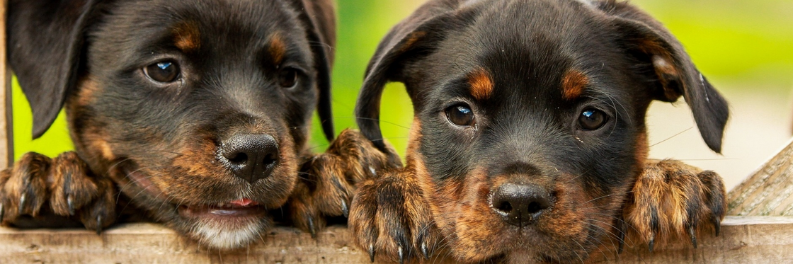 VLEES VOEDING  HOND