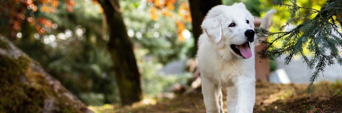 DAGELIJKSE BENODIGDHEDEN