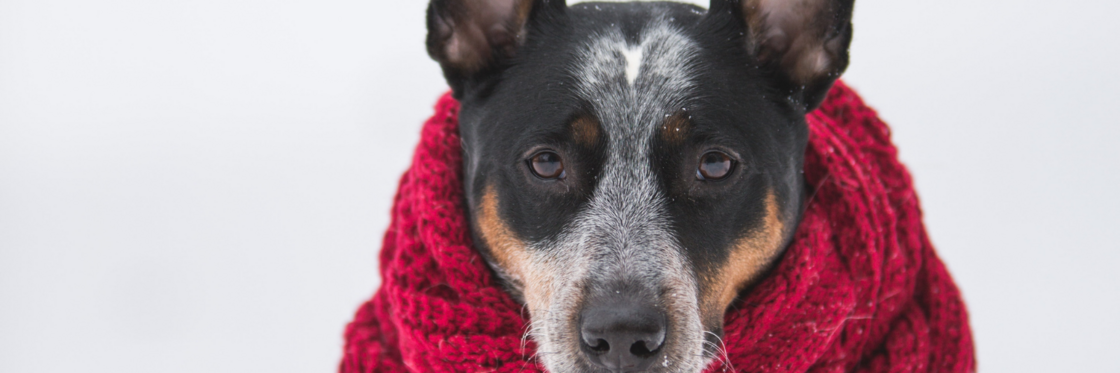 TIJDENS DE WINTERPERIODE