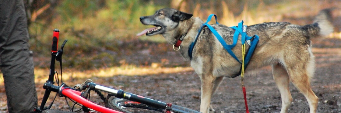 HONDENSPORT / ACTIVITEITEN