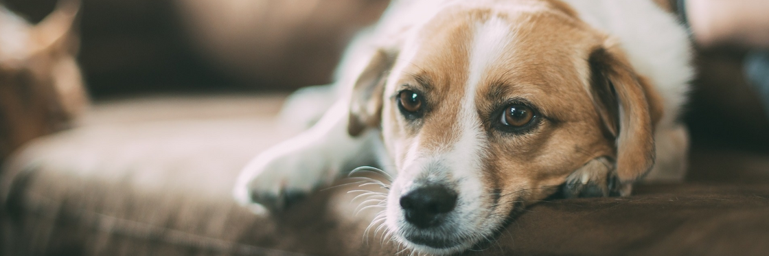 BEWEGING & MOBILITEIT