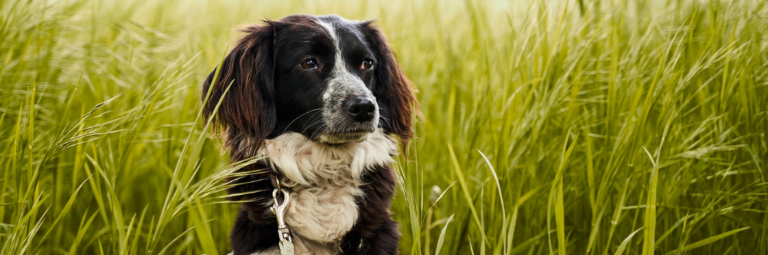 HUID, VACHT & ALLERGIEEN