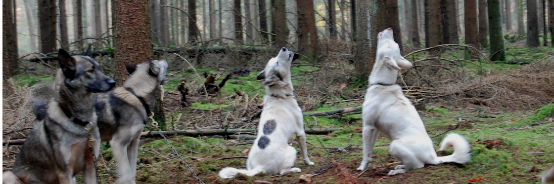 HORMONALE BALANS & VOORTPLANTING