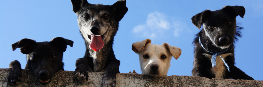 WEERSTAND & PROBIOTICA