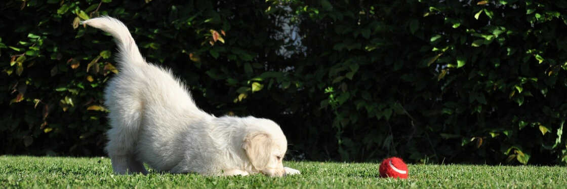 VITAMINEN & ALGEMENE SUPPLEMENTEN