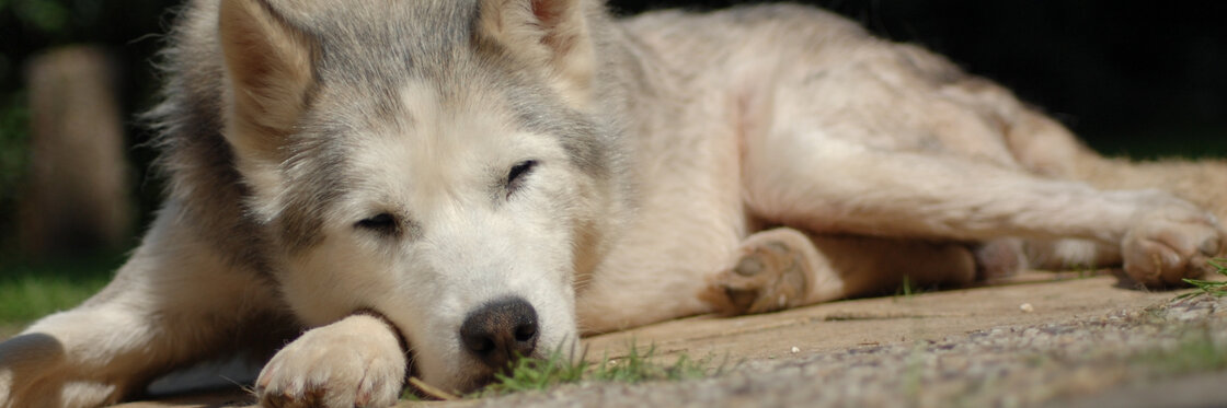 OUDERDOM & COGNITIEVE ONDERSTEUNING
