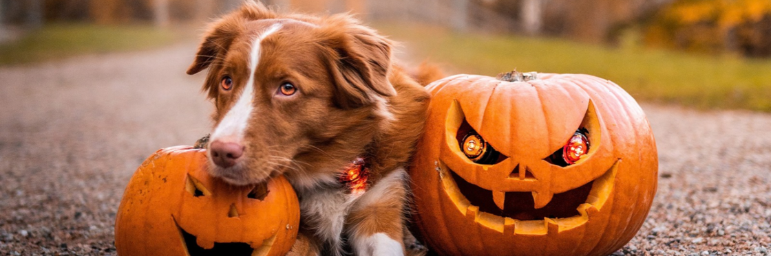 OKTOBER DEALS