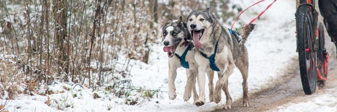 STEPPEN & BIKEJORING