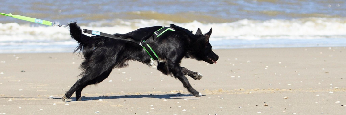 CANICROSS & CANITRAIL