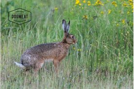 KONIJNENOREN - 1 KG | ENKEL AFHALEN OP BESTELLING