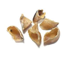 KAUWHOEFJES | 10 STUKS