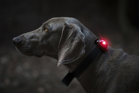 Orbiloc Dog Dual - Red
