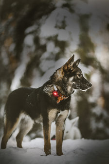 Orbiloc Dog Dual - Red