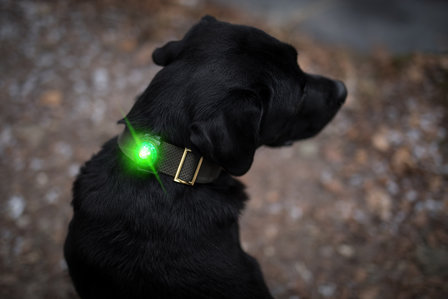 Orbiloc Dog Dual - Green