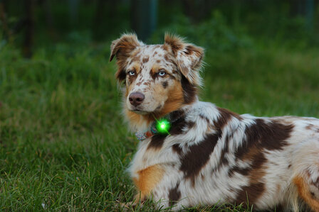 Orbiloc Dog Dual - Green