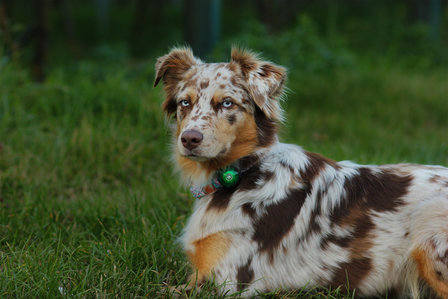 Orbiloc Dog Dual - Green