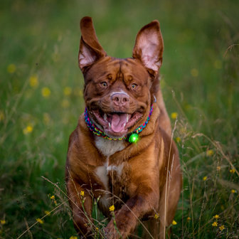 Orbiloc Dog Dual - Green