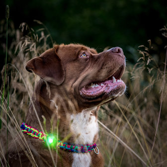 Orbiloc Dog Dual - Green