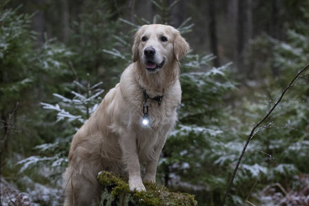 Orbiloc Dog Dual - White