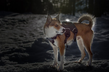 Orbiloc Dog Dual - White