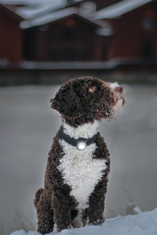 Orbiloc Dog Dual - White