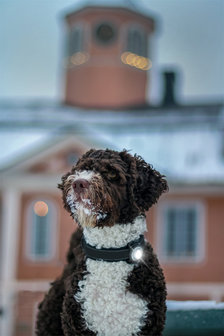 Orbiloc Dog Dual - White