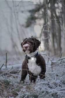 Orbiloc Dog Dual - White