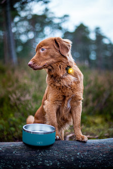 Orbiloc Dog Dual - Yellow