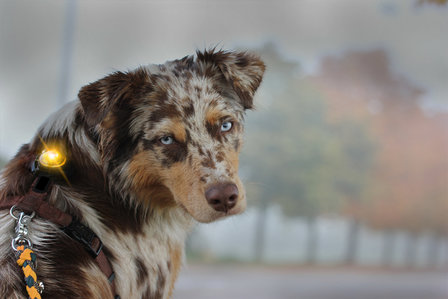 Orbiloc Dog Dual - Yellow