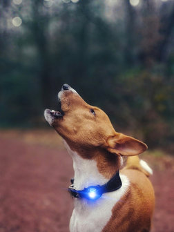Orbiloc Dog Dual - Blue