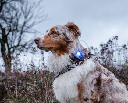 Orbiloc Dog Dual - Blue