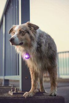 Orbiloc Dog Dual - Purple