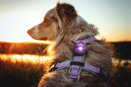Orbiloc Dog Dual - Purple