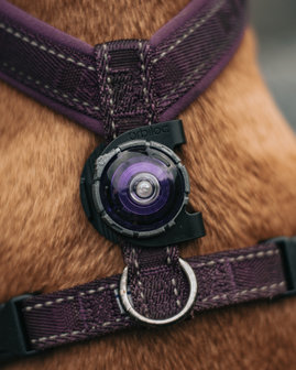 Orbiloc Dog Dual - Purple