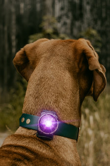 Orbiloc Dog Dual - Purple