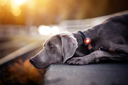Orbiloc Dog Dual - Amber