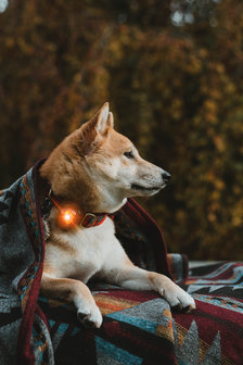 Orbiloc Dog Dual - Amber