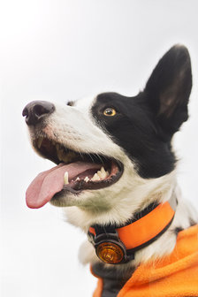 Orbiloc Dog Dual - Amber