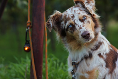 Orbiloc Dog Dual - Amber